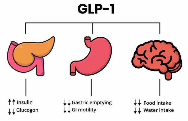 GLP-1 – mērķa orgāni: aizkuņģa dziedzeris, kuņģis un smadzenes (shēma)