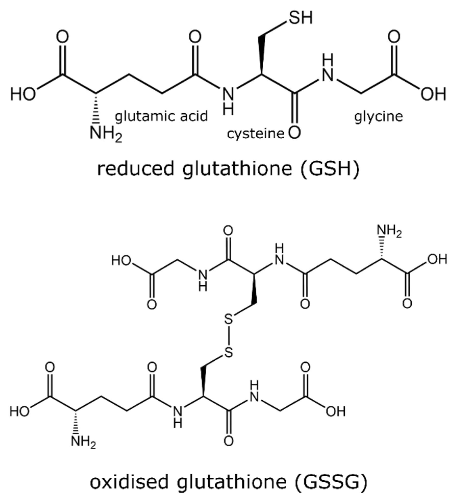 Reducētā glutationa (GSH) un oksidētā glutationa (GSSG) struktūras